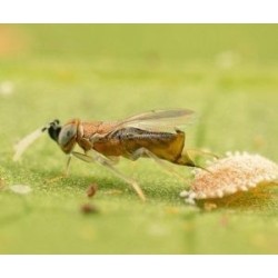 Anagyrus pseudococci