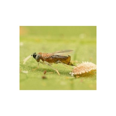 Anagyrus pseudococci