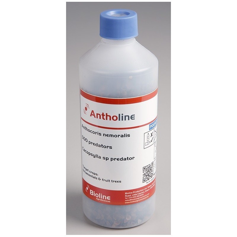 Anthocoris nemoralis