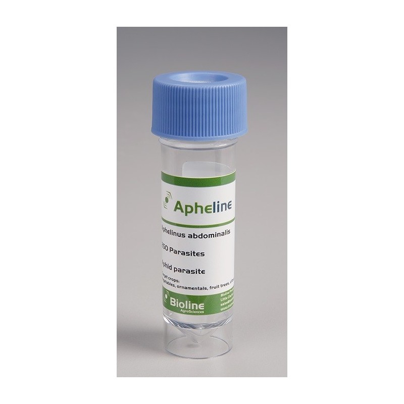 Aphelinus abdominalis