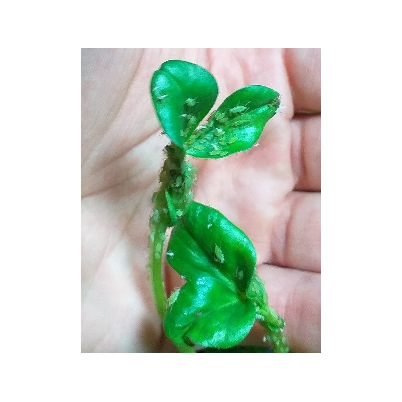 Echantillon de pucerons Acyrthosiphon pisum