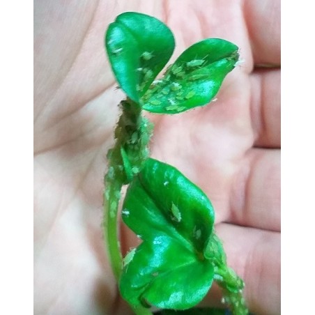 Echantillon de pucerons Acyrthosiphon pisum