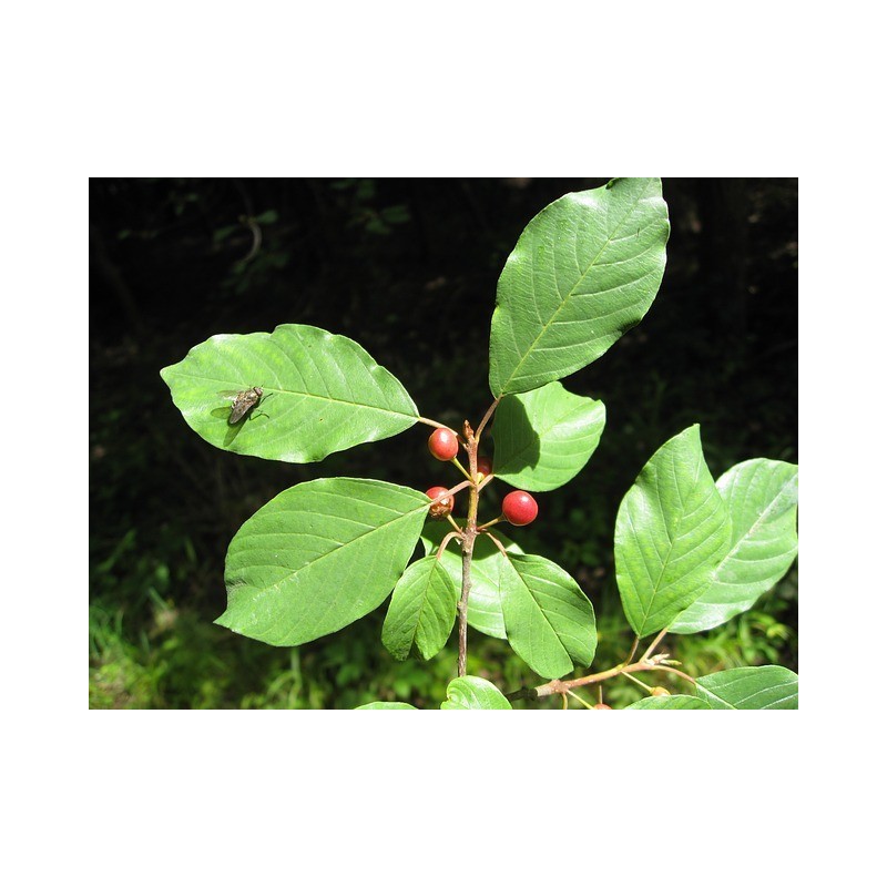 Ecorces de Bourdaines coupe cm (kg)