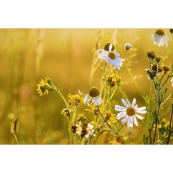 Fleurs de camomille matricaire (kg)