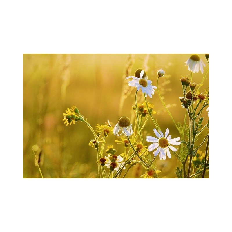 Fleurs de camomille matricaire (kg)