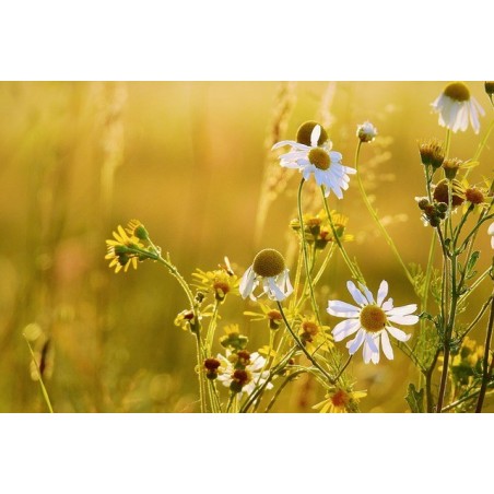Fleurs de camomille matricaire (kg)