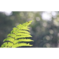 Fougère séchée