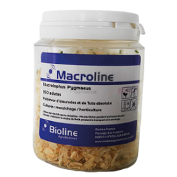 Macrolophus pygmaeus