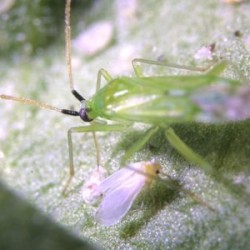 Macrolophus pygmaeus