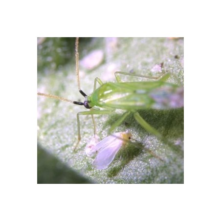 Macrolophus pygmaeus