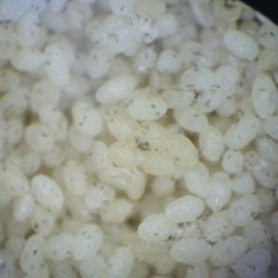 Oeufs stérilisés d'Ephestia kuehniella pour le nourrissage des auxiliaires