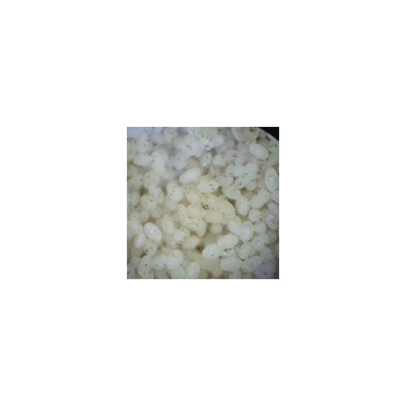 Oeufs stérilisés d'Ephestia kuehniella pour le nourrissage des auxiliaires