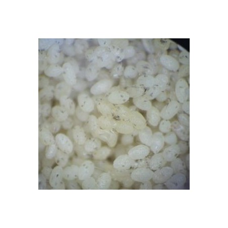 Oeufs stérilisés d'Ephestia kuehniella pour le nourrissage des auxiliaires