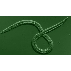 Heterorhabditis bacteriophora