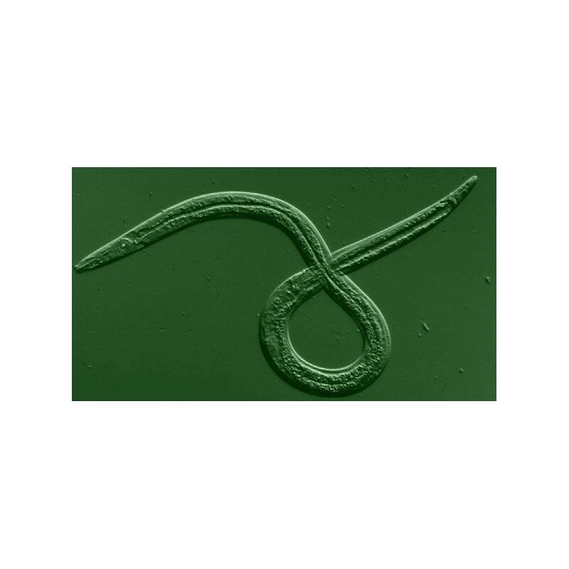 Heterorhabditis bacteriophora