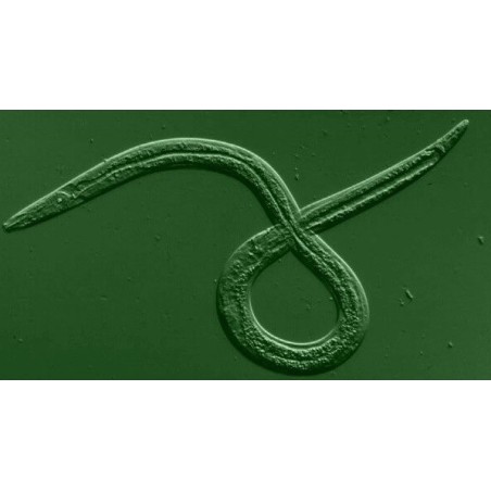 Heterorhabditis bacteriophora