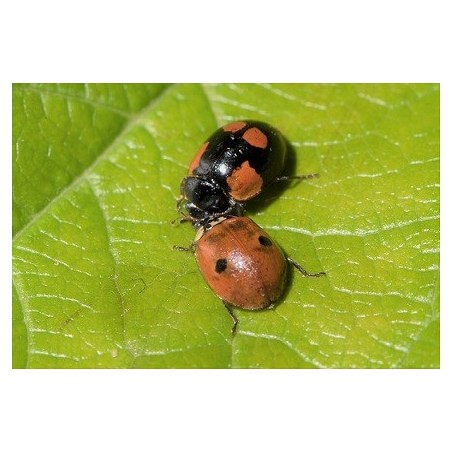 Adalia bipunctata