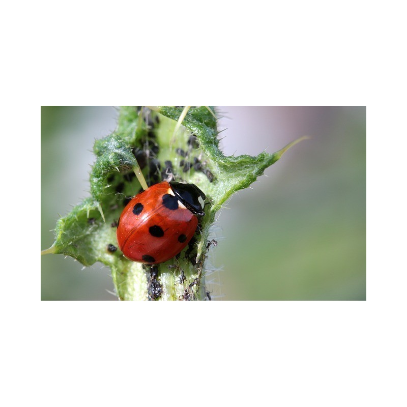 Coccinella septempunctata