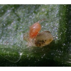 Phytoseiulus persimilis