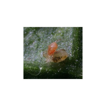 Phytoseiulus persimilis