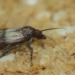 Trichogrammes TE anti mites alimentaires et textiles