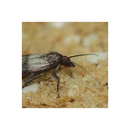 Trichogrammes TE anti mites alimentaires et textiles