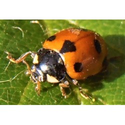 Hippodamia undecimnotata