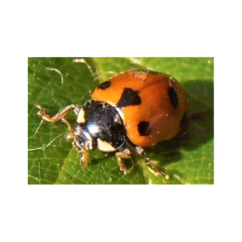 Hippodamia undecimnotata