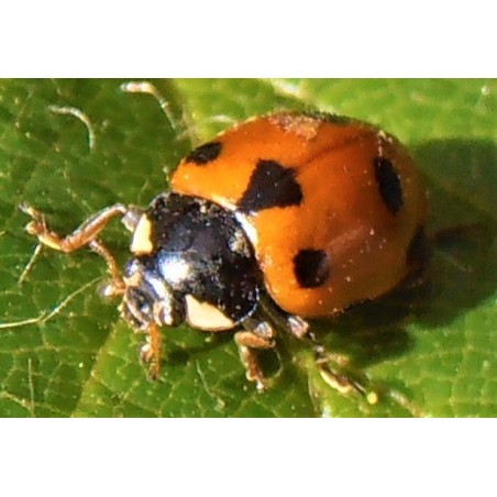 Hippodamia undecimnotata