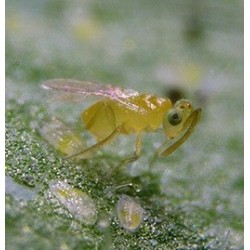 Eretmocerus eremicus