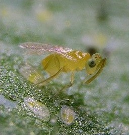 Eretmocerus eremicus