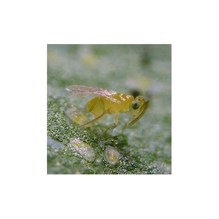 Eretmocerus eremicus