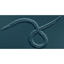 Steinernema carpocapsae