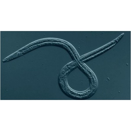 Steinernema carpocapsae