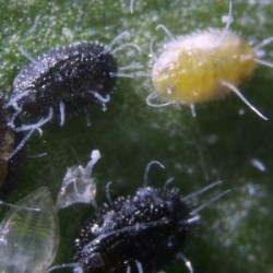 Mix Encarsia formosa + Eretmocerus eremicus