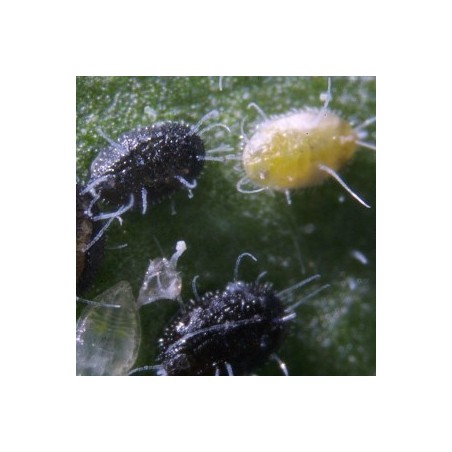 Mix Encarsia formosa + Eretmocerus eremicus