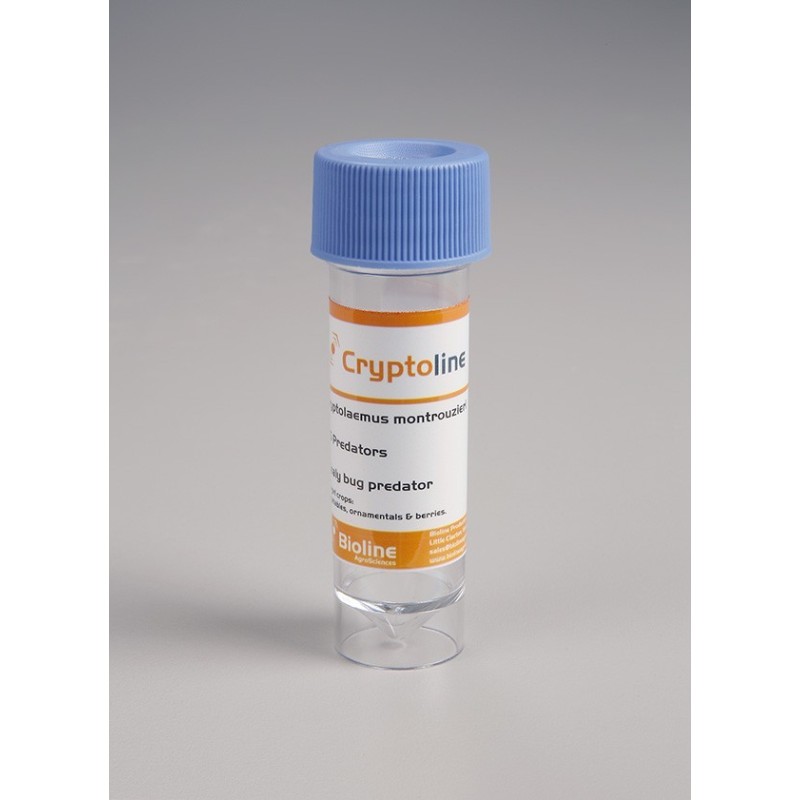 Cryptolaemus montrouzieri