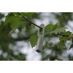 Chrysoperla lucasina