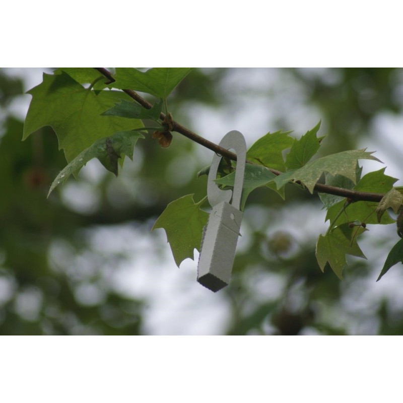 Chrysoperla lucasina