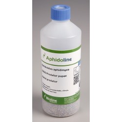 Aphidoletes aphidimyza