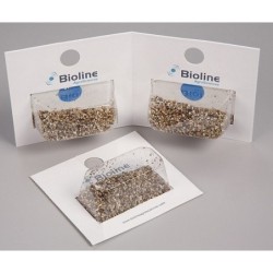 Aphidoletes aphidimyza