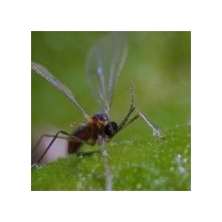 Aphidoletes aphidimyza