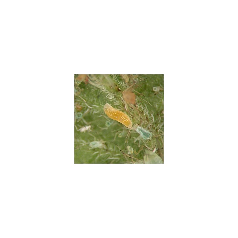 Aphidoletes aphidimyza