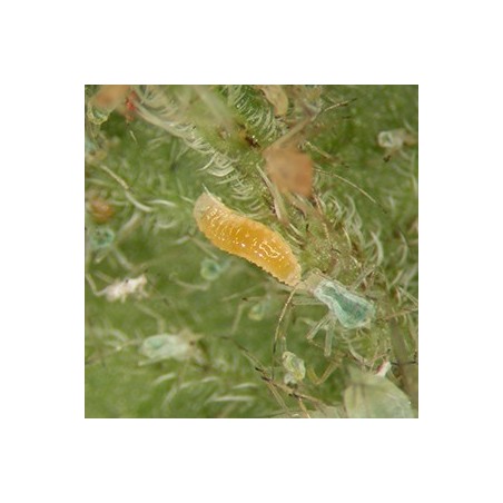 Aphidoletes aphidimyza