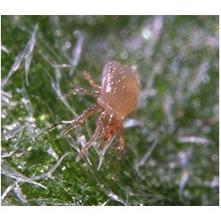 Hypoaspis miles / Stratiolaelaps scimitus