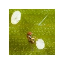 Trichogramme TA : Trichogramma achaeae