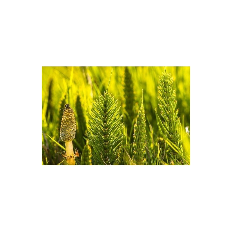 Prêles séchées (kg)