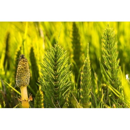 Prêles séchées (kg)