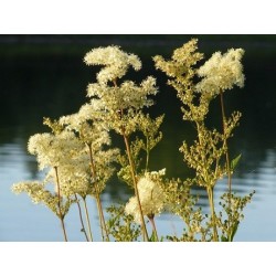 Reines des prés séchées (kg)