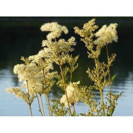 Reines des prés séchées (kg)